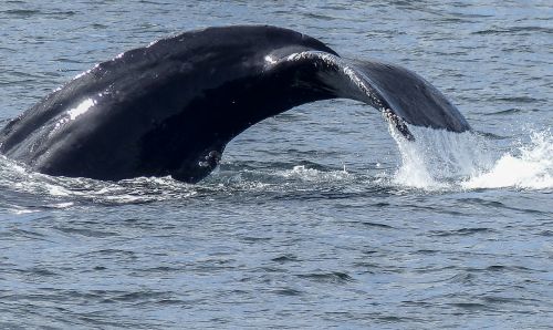 humpback whale tail fin natural spectacle