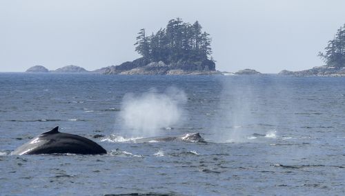 humpback whale blowing spraying