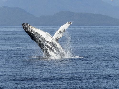 humpback whale natural spectacle nature