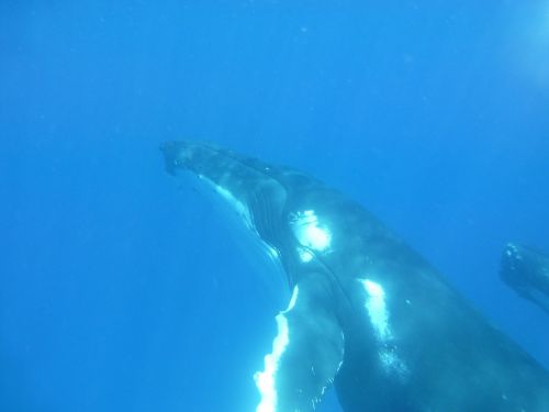 humpback whale whale cetaceans