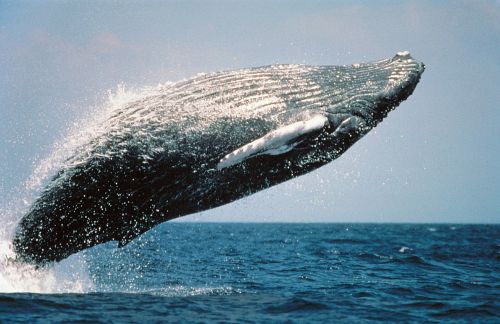 humpback whale jumping breaching
