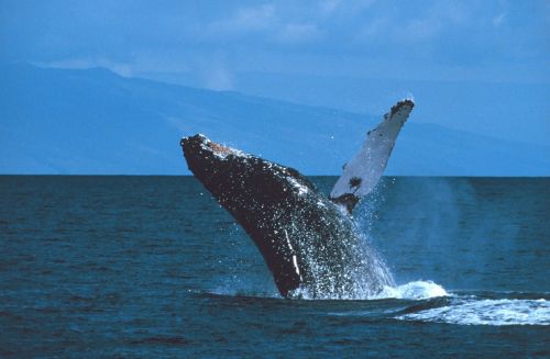 humpback whale breaching jumping
