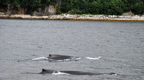 humpback whales mother and calf humpback