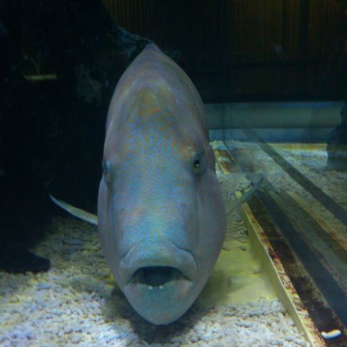 humphead wrasse napoleonfish fish