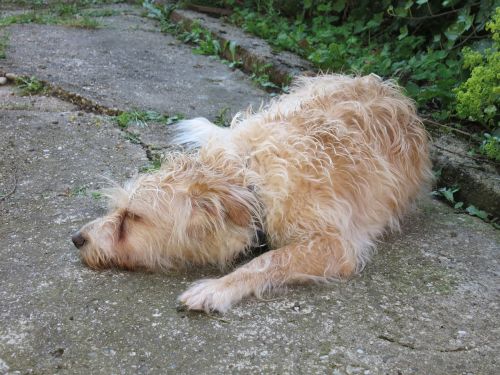 hund schlafen pelzig