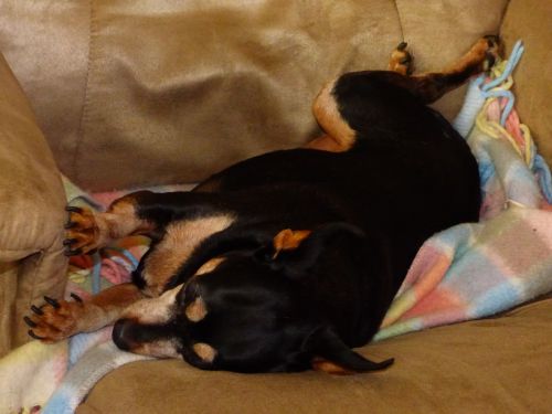 Dog Is Sleeping In The Chair