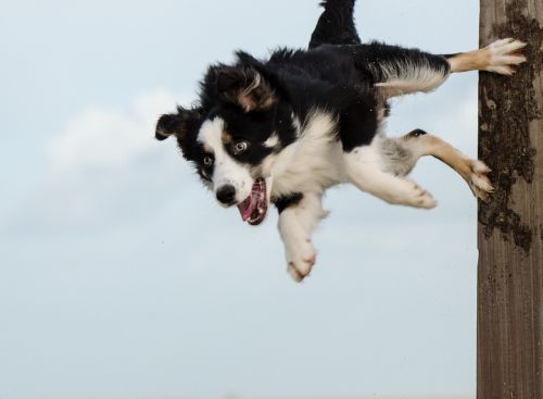 hundesport border collie dog trick