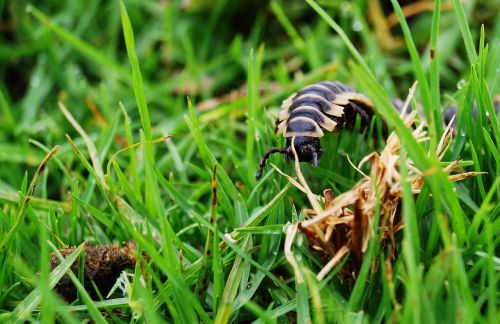 hundred feet insect nature