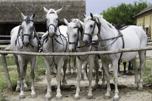 hungarian team of grey horses collectively harnessed