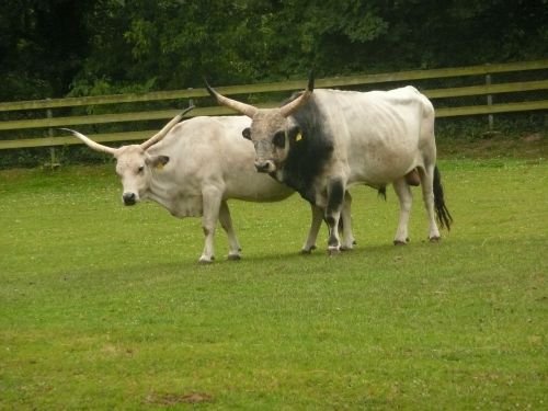 hungarian grey cattle horns sanfrancisco