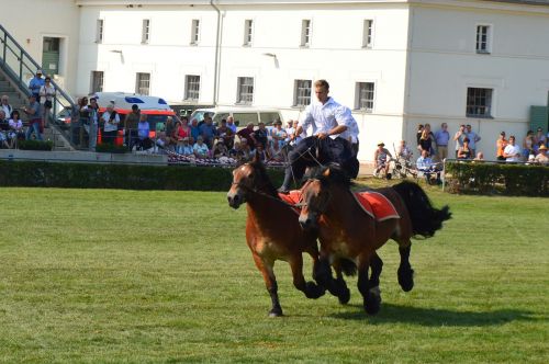 hungarian post horse kaltblut