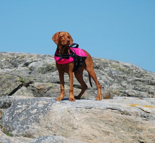 hungarian viszla dog life jacket