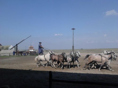 hungary great plains horse show