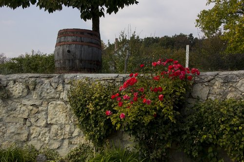 hungary  wine barrel  bush