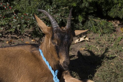 hungary  animal  goat