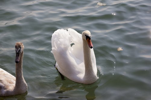 hungary  swan  animal