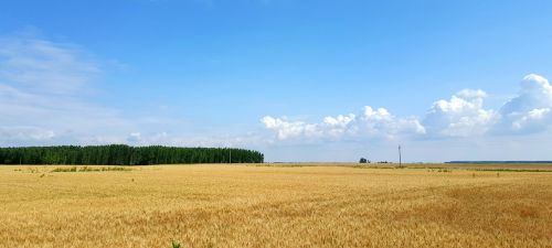 hungary field wheat
