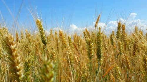 hungary field wheat
