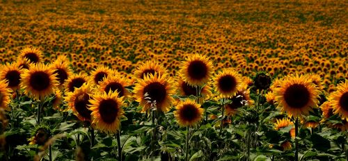hungary sunflowers summer