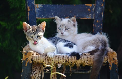 hungry cat pet portrait kittens