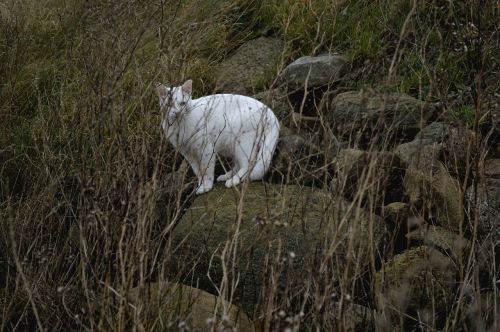 hunter predators white cat