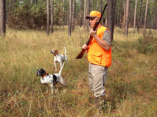 hunter dogs sporting