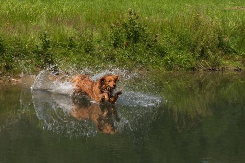 hunting dog dog water