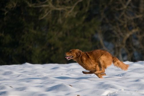 hunting dog retriever winter