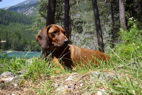 hunting dog fernsteinsee tyrol