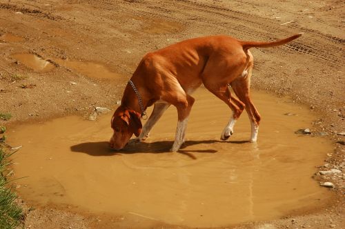 hunting dog puddle animal