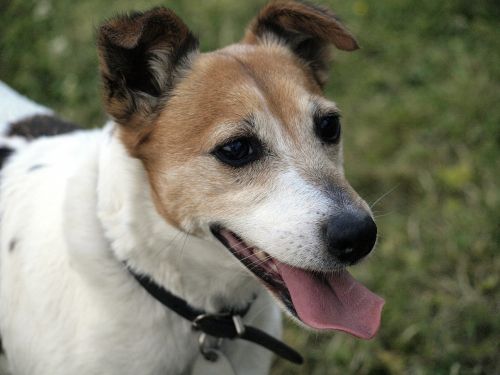 hunting dog jack russell terrier