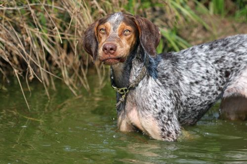 hunting dog dog water