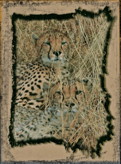 hunting leopard cheetah fast