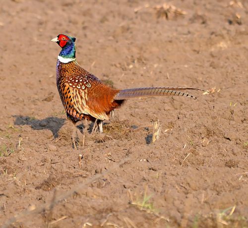 hunting pheasant colorful gorgeous