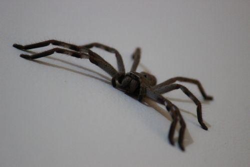 huntsman spider arachnid