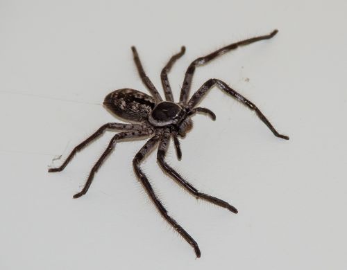 huntsman spider spider large