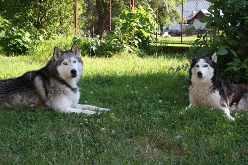 huskies dog blue