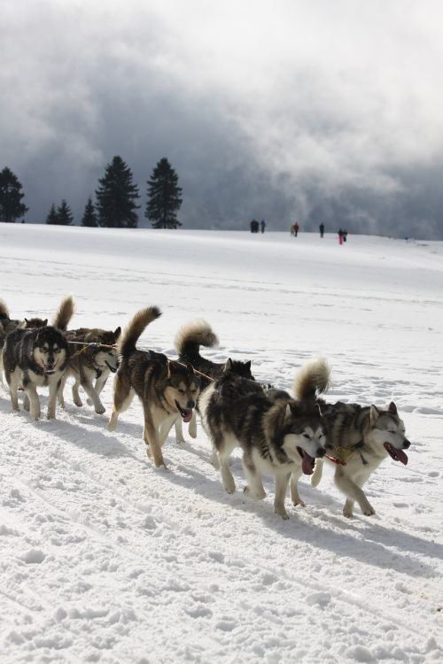 huskies sport snow