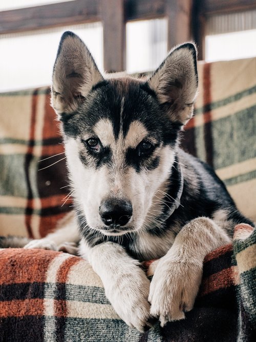 huskies  štěne  cute