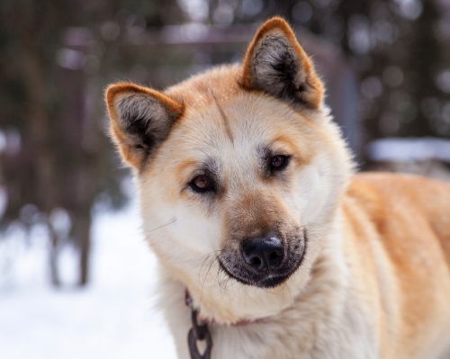 husky dog canine