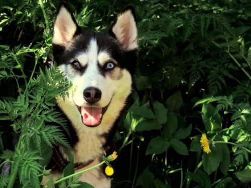 husky dog outdoor