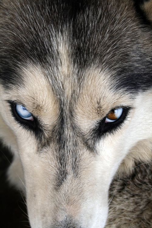 husky eye dog