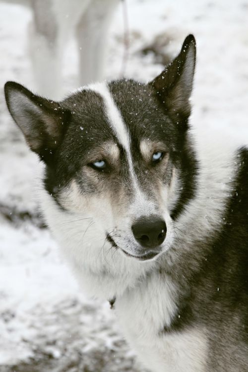 husky sled dog old