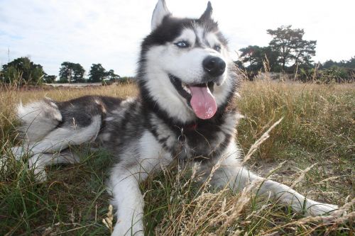 husky happy relax