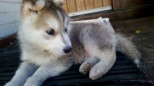 husky puppy cute