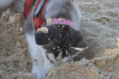 husky dog beach