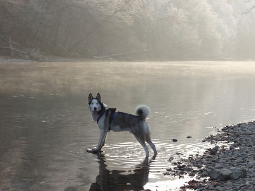 husky snow dog sled dog