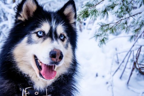 husky snow dog sled dog