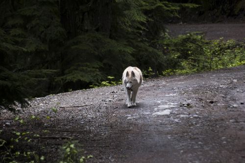 husky dog canine