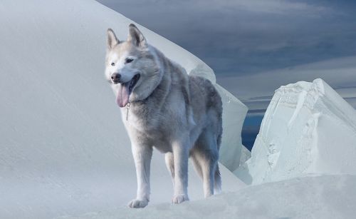 husky dog glacier